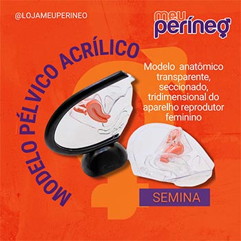 Modelo Plvico de Acrilico - Semina